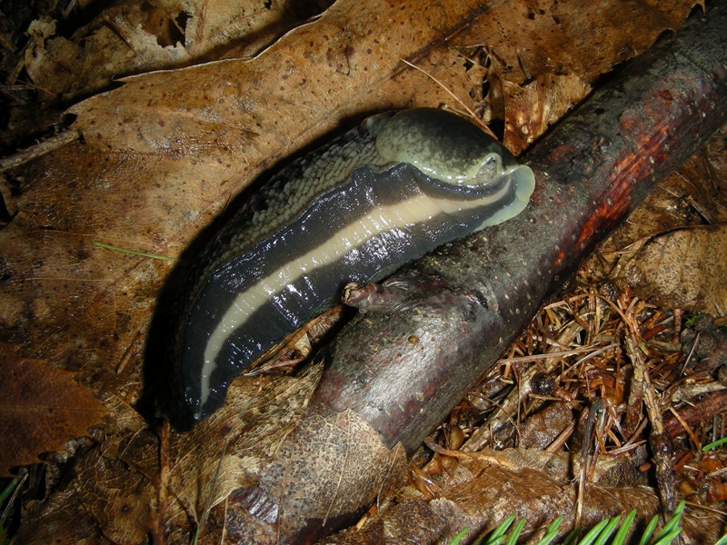 Limax graciadeii da Costa/Pergine (TN)